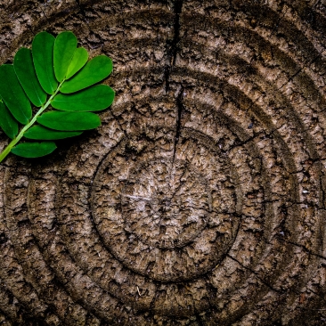Boomstam met groen blaadje