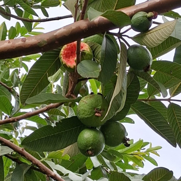 guava