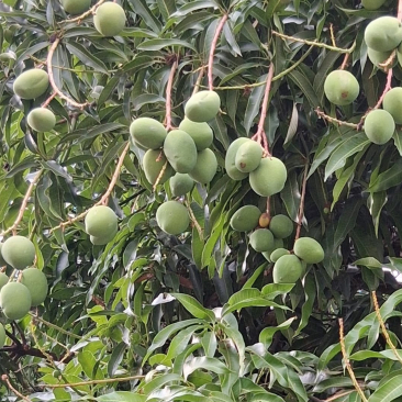 mangos