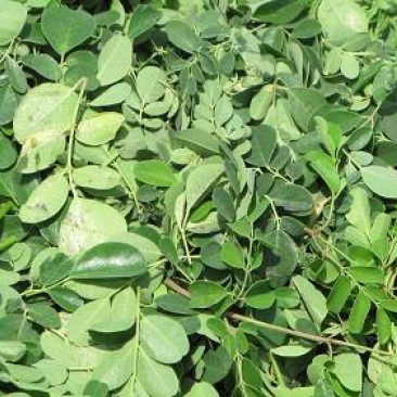 moringa blaadjes